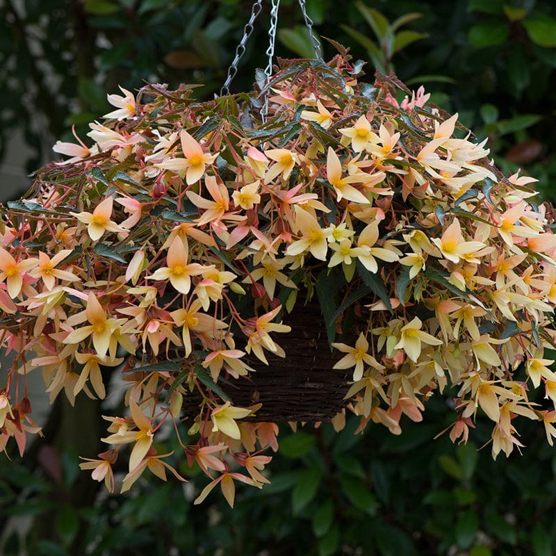 5 x young plants Begonia Starshine Yellow Young Plants