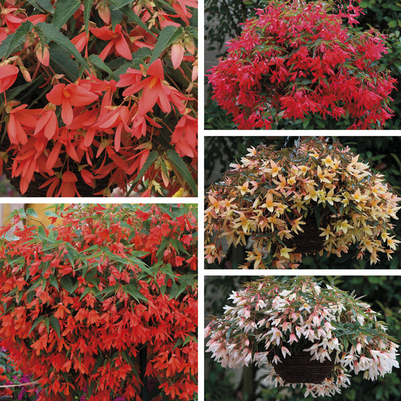 Begonia Starshine Flower Plants Collection