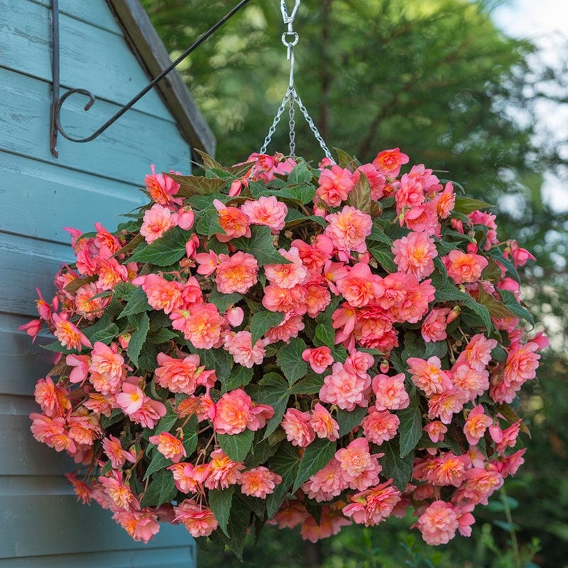 Begonia Sweet Spice Bounty Flower Plants