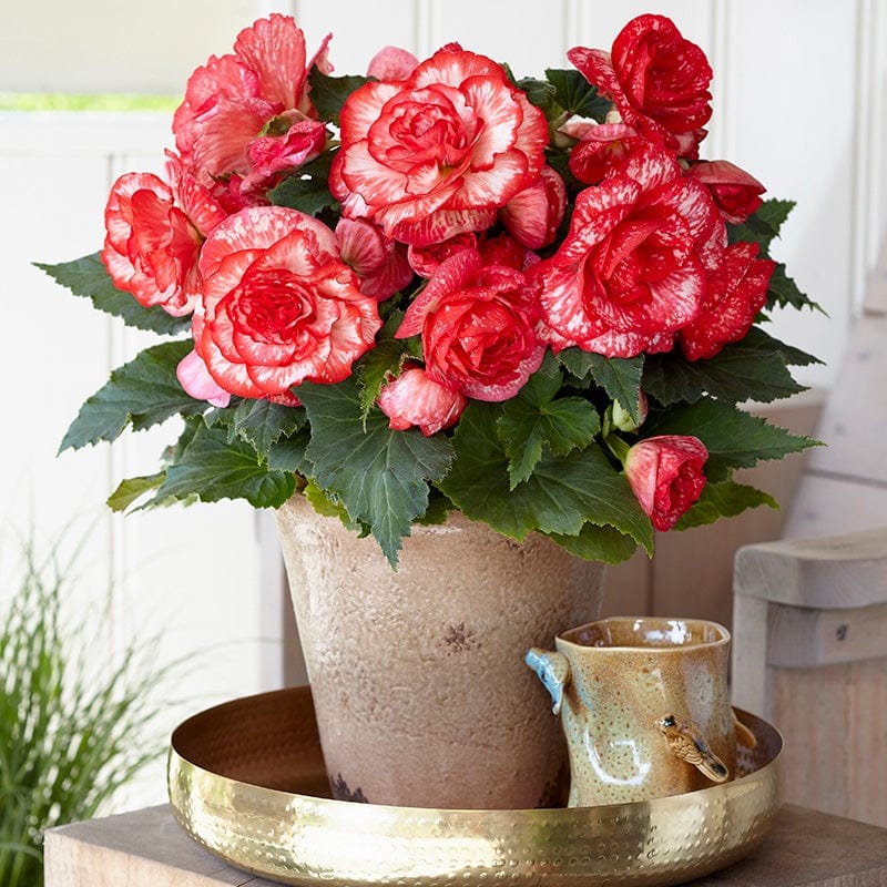 Begonia Amerihybrid Picotee Flamenco Flower Tubers