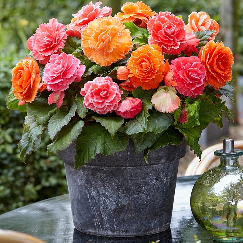 Begonia Amerihybrid Lace Pink Flower Tubers