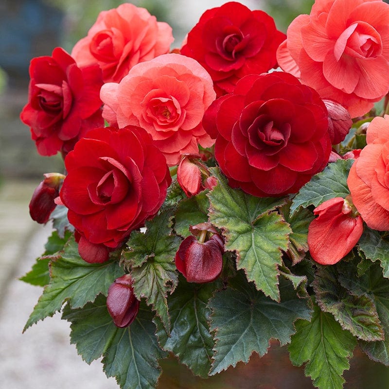 Begonia Amerihybrid Rose Form Flower Tuber Collection