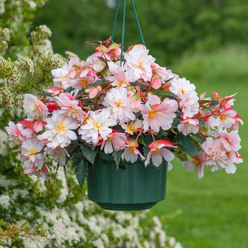 Begonia Sweet Spice Appleblossom Flower Plants