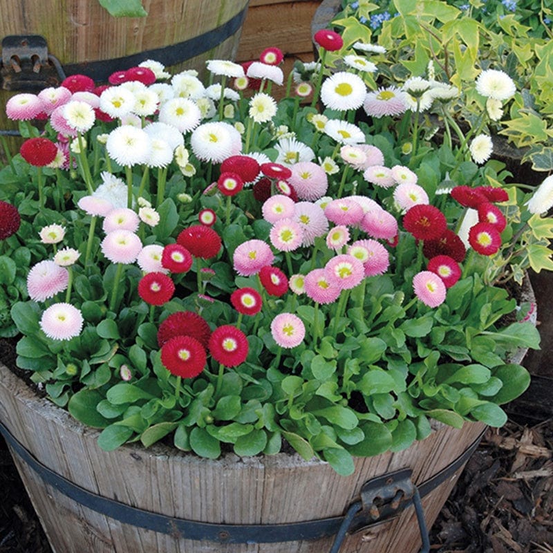 2x 30 garden ready plants Bellis Bellissima Mixed Plants