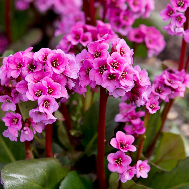 Bergenia Kerstin Flower Plants