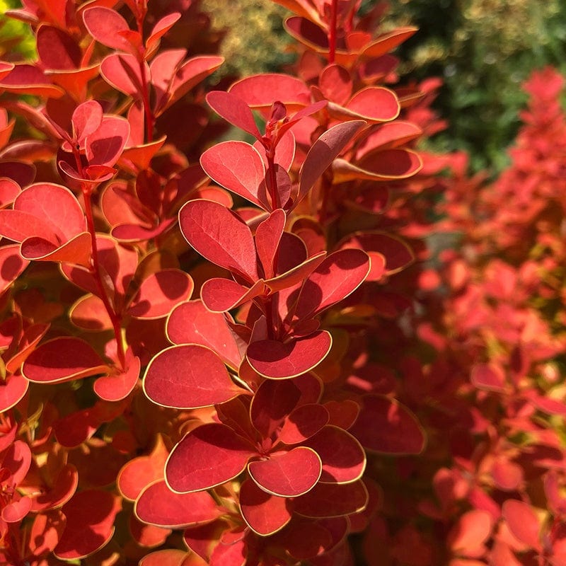 Berberis thunbergii Orange Ice Shrub Plant