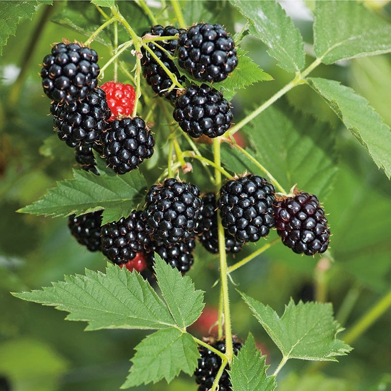 Blackberry Loch Ness AGM Fruit Plant (Floricane)