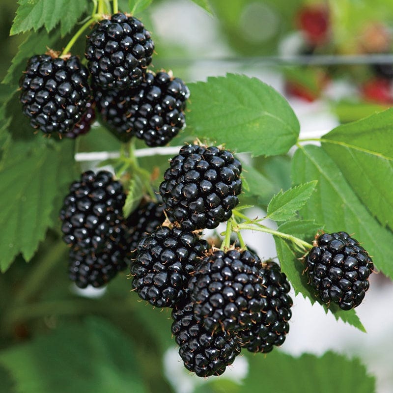 Blackberry Loch Ness AGM Fruit Plant (Floricane)