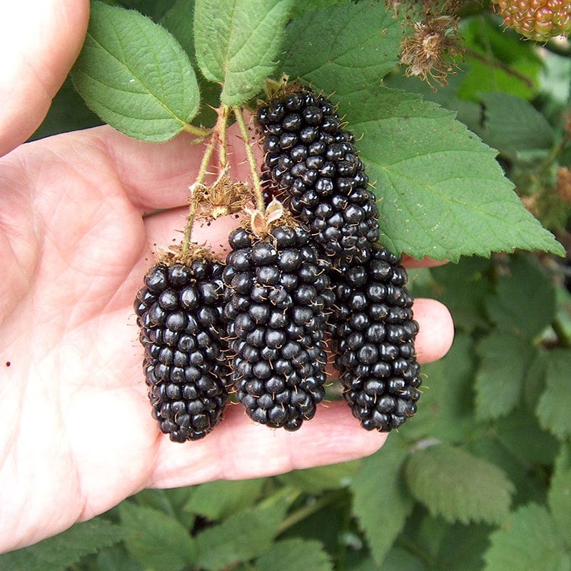 Blackberry Karaka Black Fruit Plant (Floricane)