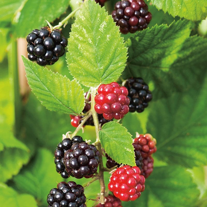 Blackberry Chester Fruit Plant (Floricane)