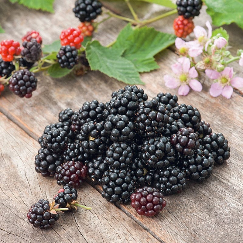 Blackberry Chester Fruit Plant (Floricane)