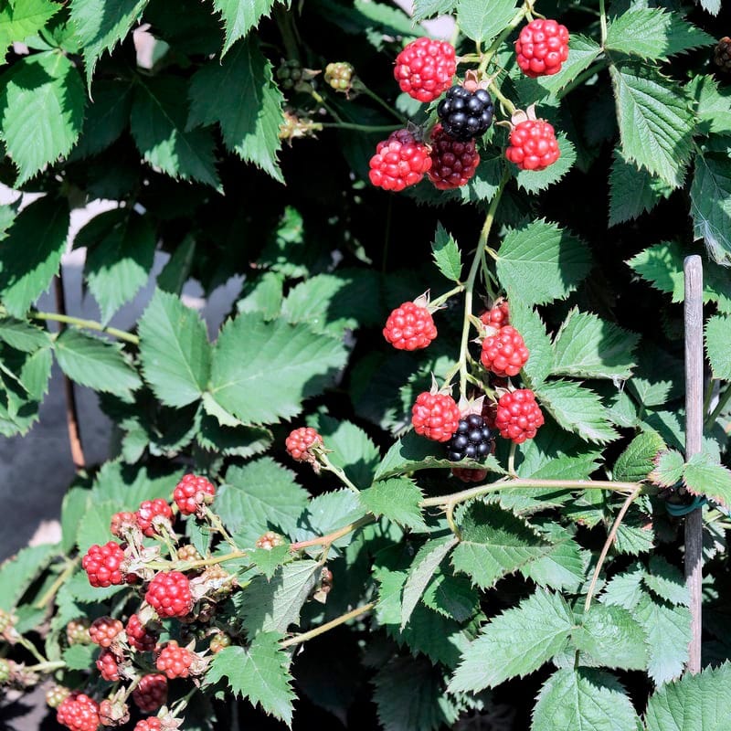 Blackberry TinyBlack Fruit Plant (Primocane)