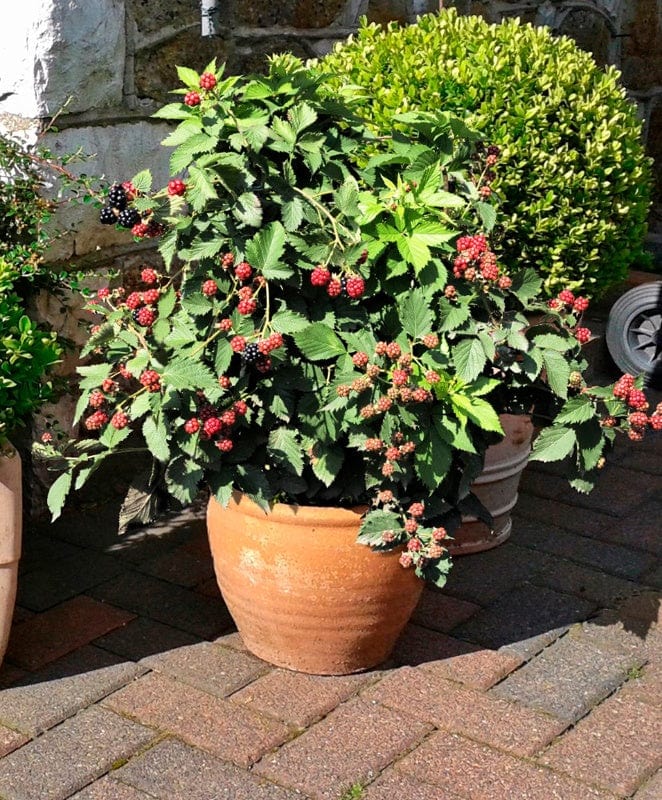 Blackberry TinyBlack Fruit Plant (Primocane)