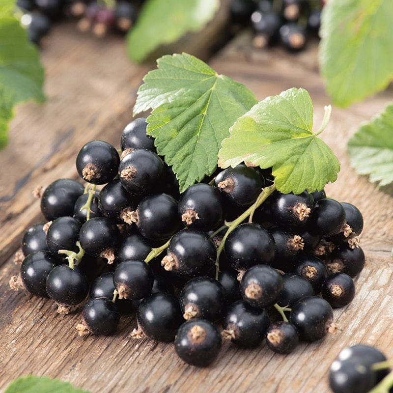 Blackcurrant Ben Sarek Fruit Plant