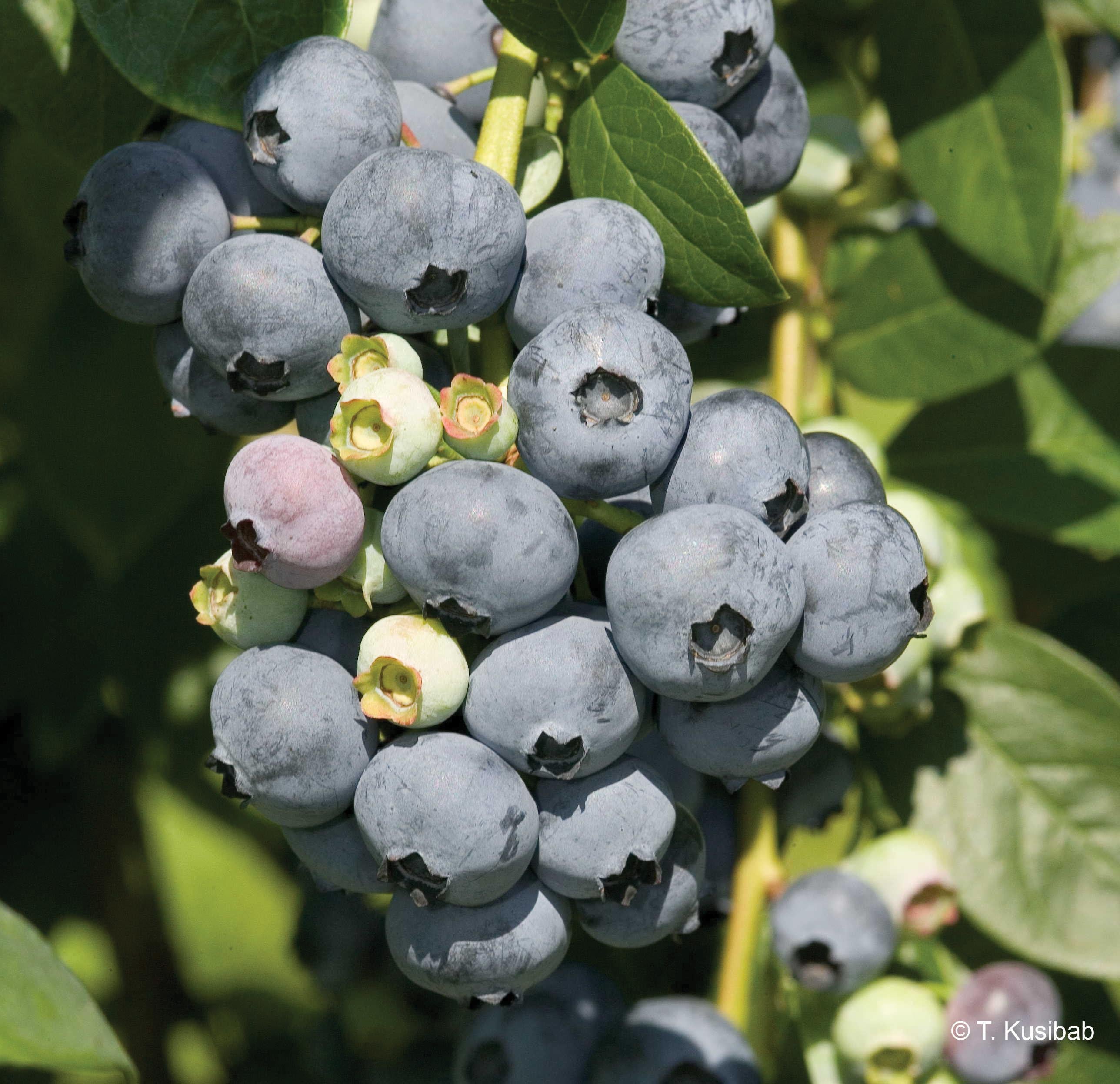 1x 9cm potted plant Blueberry Bluecrop Plants