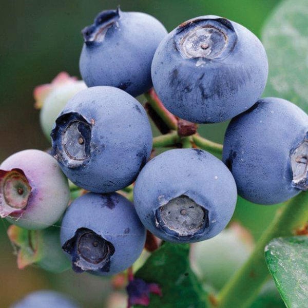 Blueberry Draper Plant