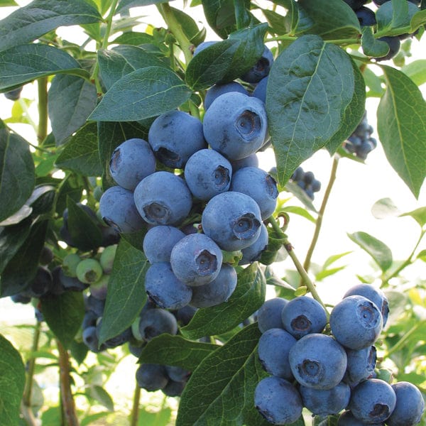 Blueberry Aurora Plant