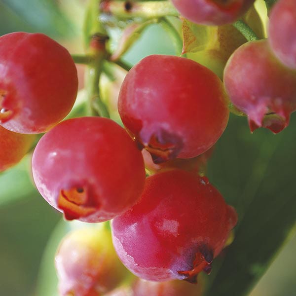 Blueberry Pink Sapphire Plant