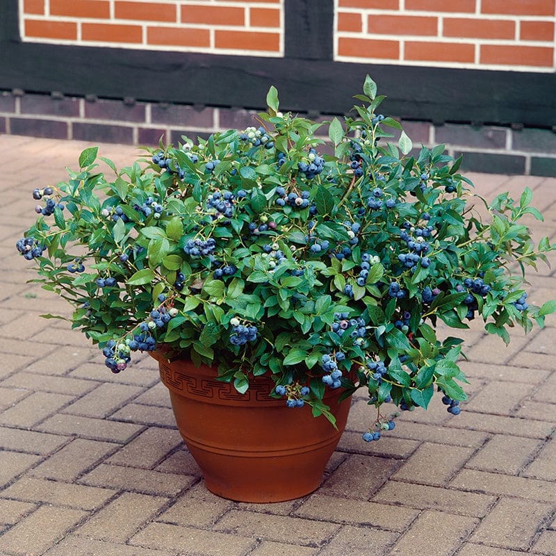 Blueberry Hortblue Petite Fruit Plant