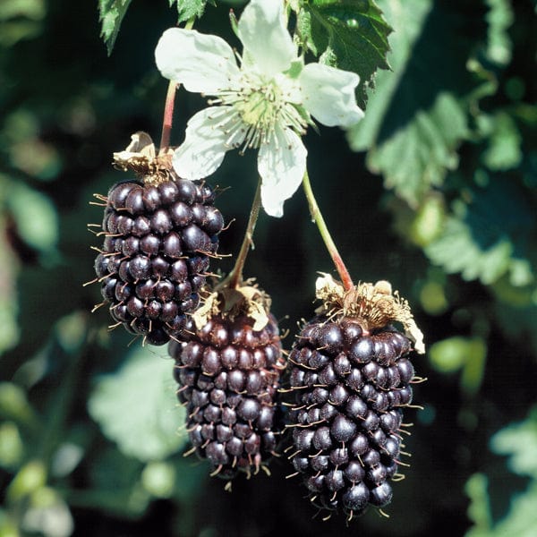 Boysenberry Fruit Plant