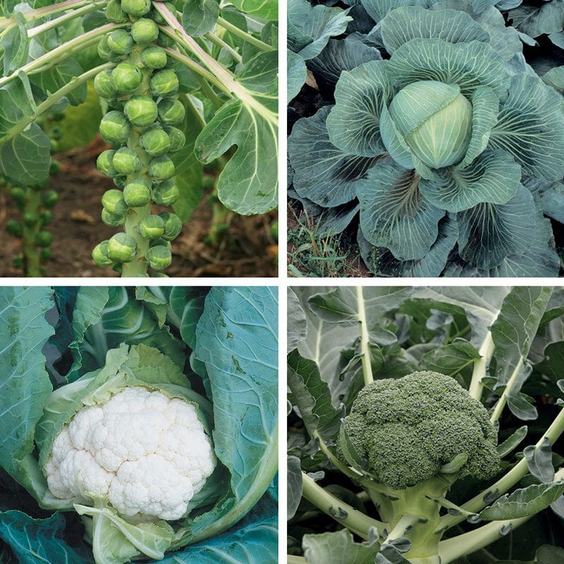 40 Plants, 10 Of Each EARLY Clubroot Resistant Brassica Veg Plant Collection