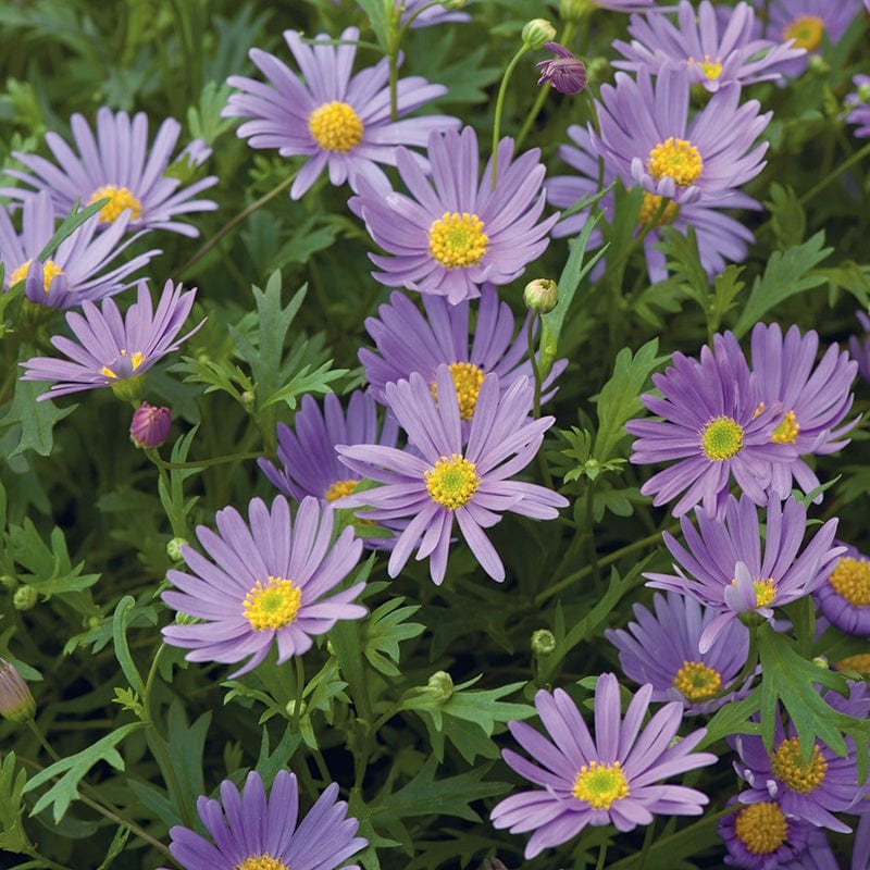 5 Young Plants Brachyscome Brasco Violet Flower Plants