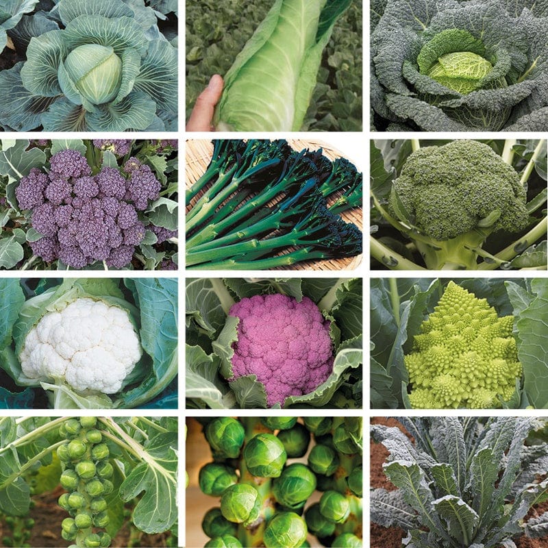 120 Plants, 10 Of Each (LATE) Brassica Bumper Vegetable Plant Collection