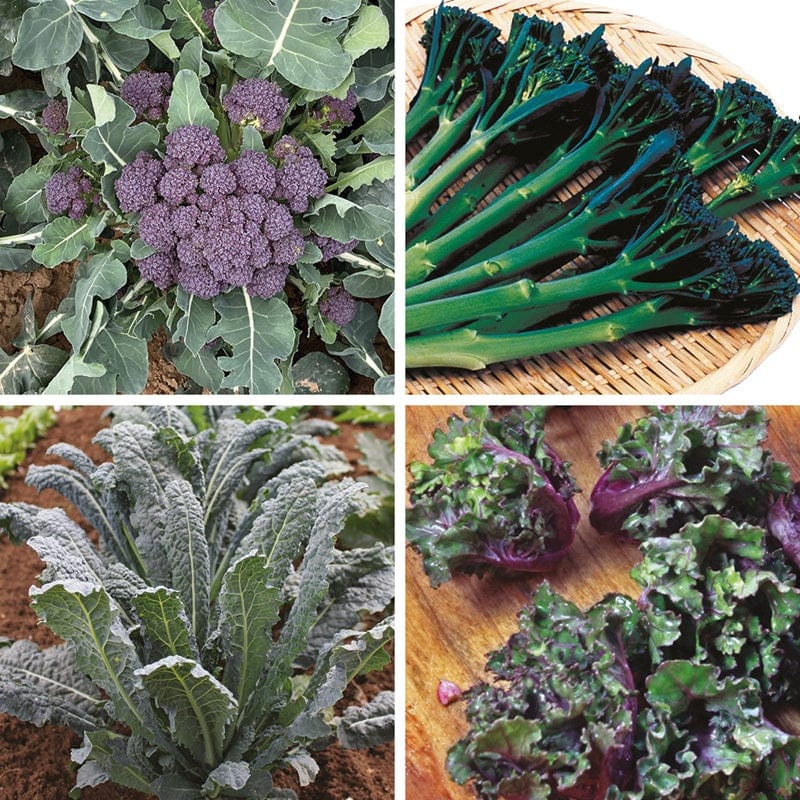 40 Plants LATE Gourmet Brassica Plant Collection