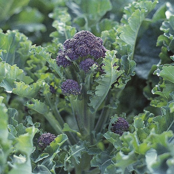 Sprouting Broccoli Claret F1 Plants