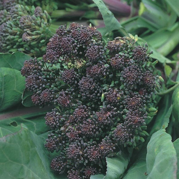 Sprouting Broccoli Rudolph Plants