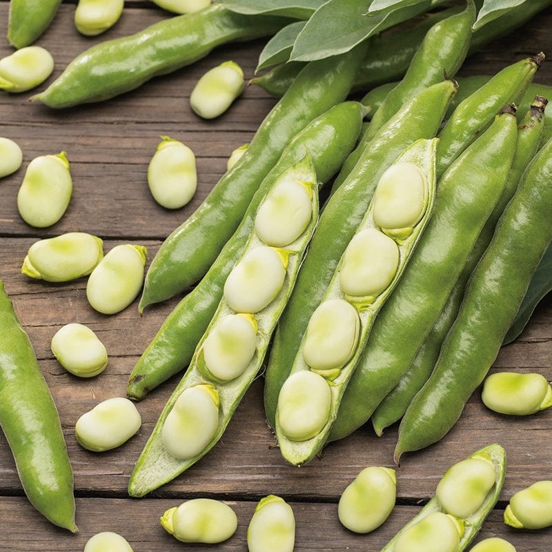 10 Plants (EARLY) broad bean the sutton agm veg plants