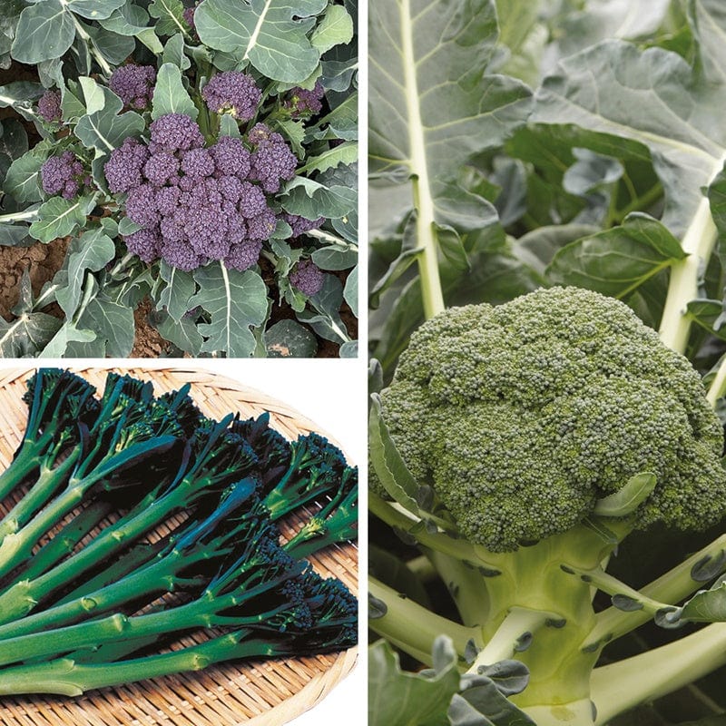 30 Young Plants, 10 of Each (EARLY) Broccoli Vegetable Plant Collection