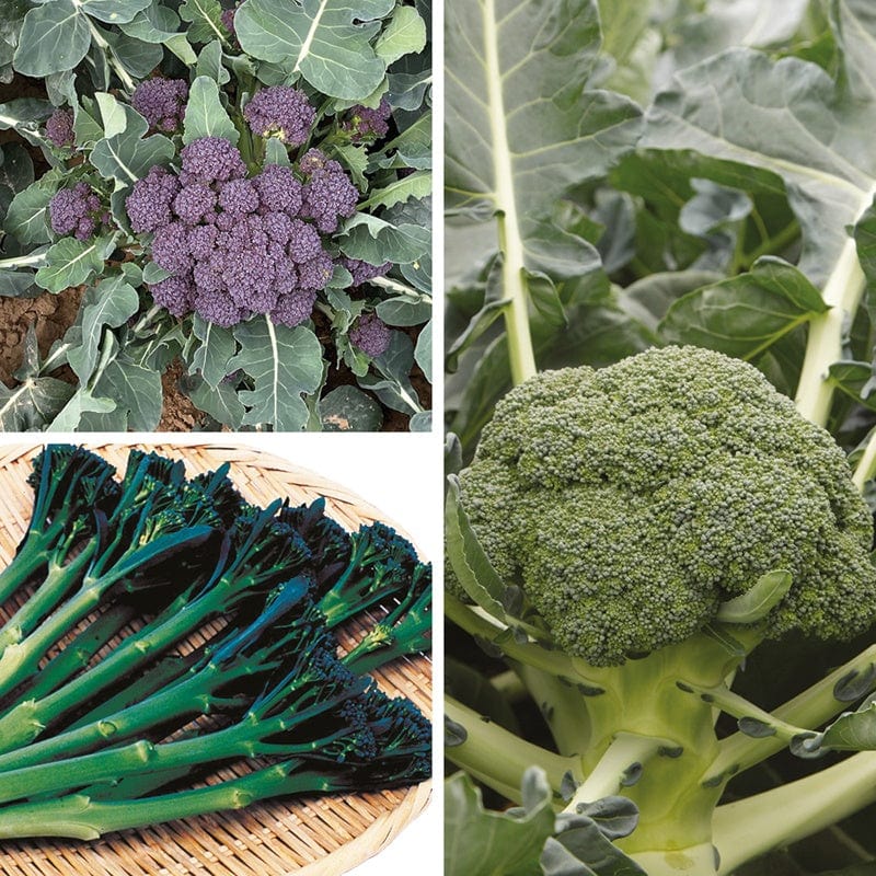 30 Young Plants, 10 of Each (LATE) Broccoli Vegetable Plant Collection