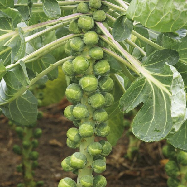 10 Plants LATE Brussels Sprouts Crispus F1 Veg Plants