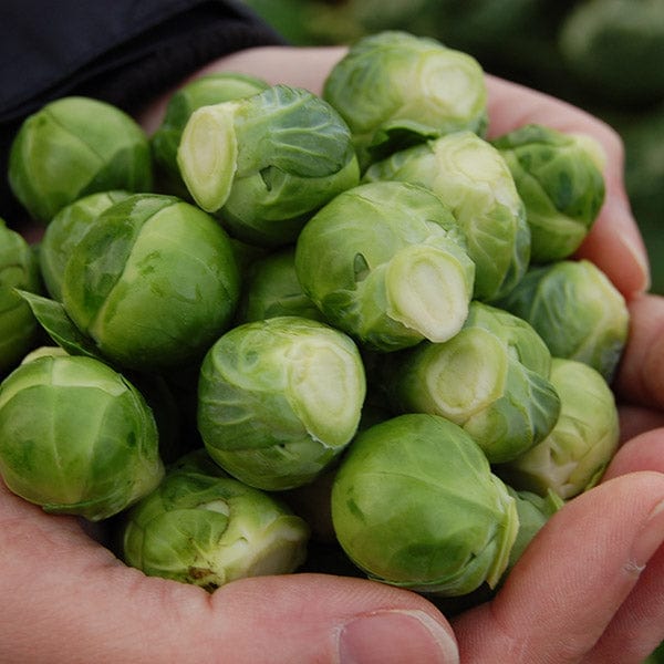 10 Plants LATE Brussels Sprout Brodie F1 Plants