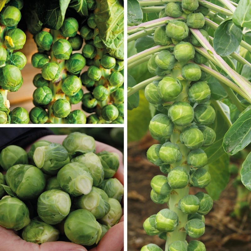 30 Plants, 10 Of Each LATE Brussels Sprout Veg Plant Collection