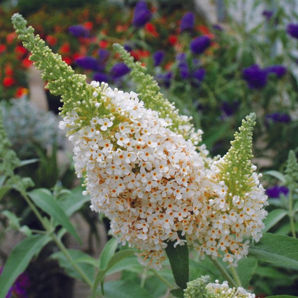 Buddleja Buzz Ivory Flower Plants