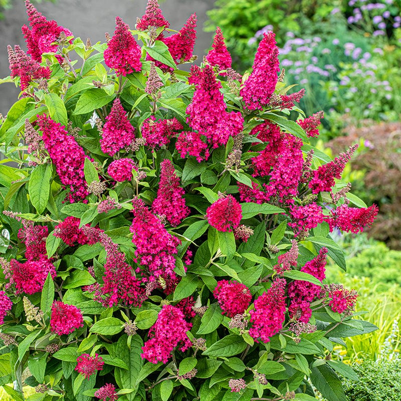 Buddleja Butterfly Candy Little Ruby Shrub Plant