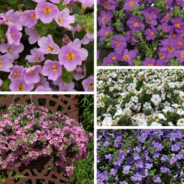 Bacopa Flower Plants Collection