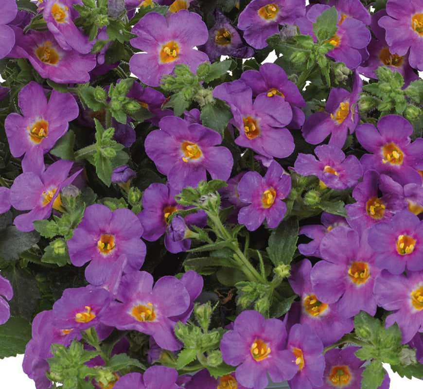 Bacopa Flower Plants Collection
