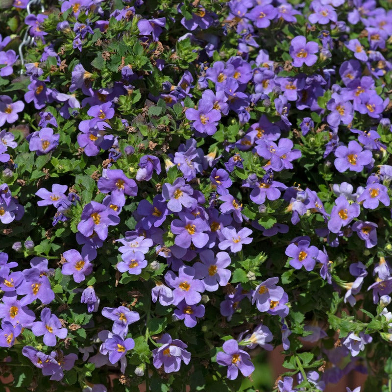 Bacopa Flower Plants Collection