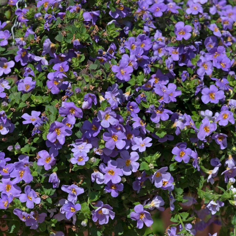 5 Young Plant Bacopa Blue Plants