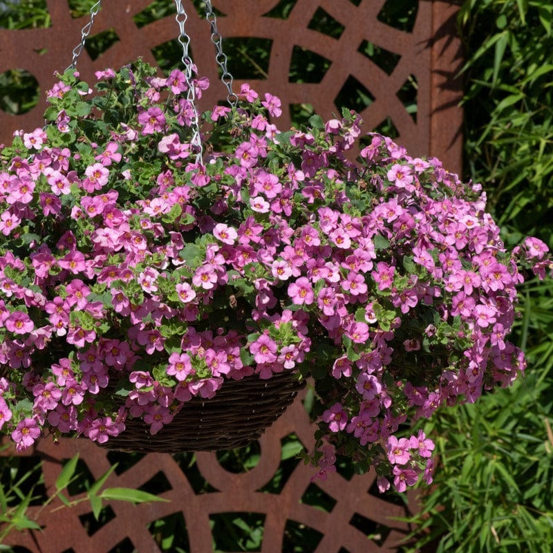 5 Young Plant Bacopa Pink Plants