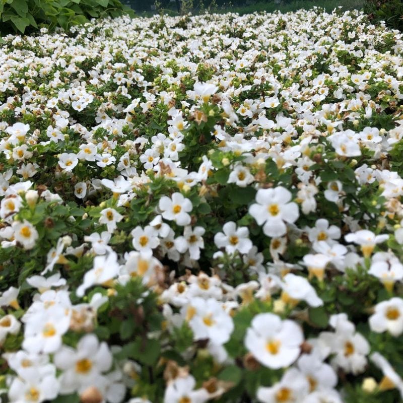 Bacopa MegaCopa White Flower Plants