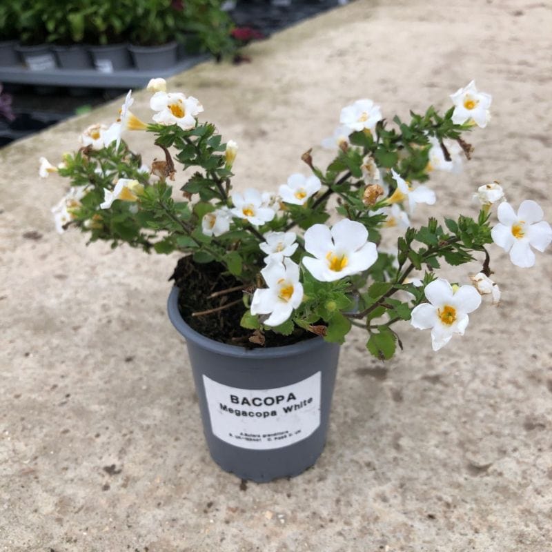 Bacopa MegaCopa White Flower Plants