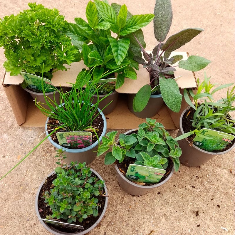 Barbeque Herb Plant Collection