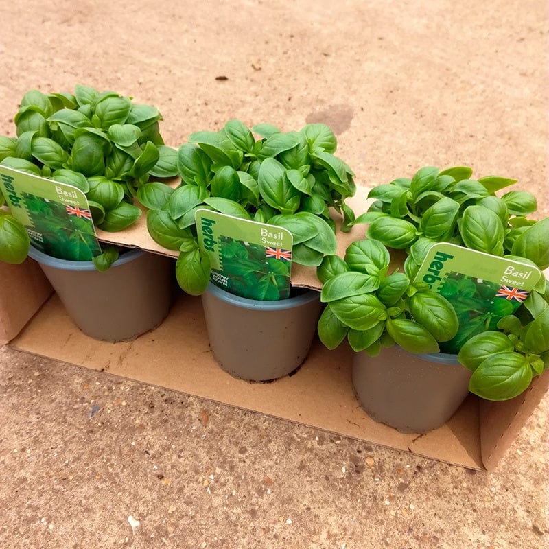 6 x 9cm Potted Plants Basil Herb Plant Collection