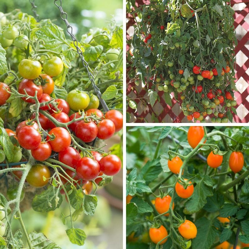 Basket and Container Tomato Plant Collection