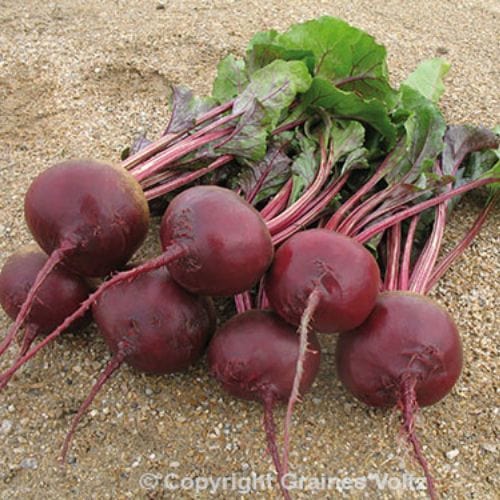 Beetroot Red River