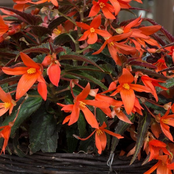 Begonia Starshine Bronze Papaya